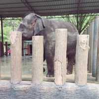 Cousin's Trip to Elephant Sanctuary 🐘 