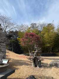 세계에서 가장 아름다운 정원🌳 제주 분재정원