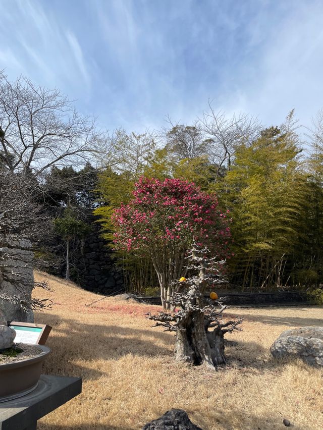세계에서 가장 아름다운 정원🌳 제주 분재정원