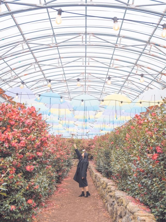 동백도 보고, 귤나무도 보고, 유채꽃도 볼 수 있는 제주 동백명소••♥ 