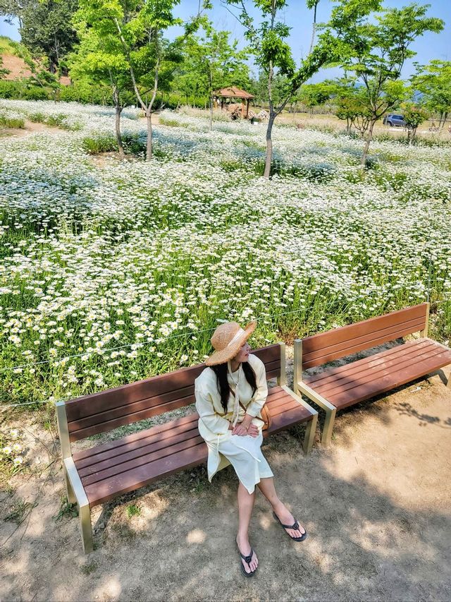 노랑 금계국이 어여쁜 함안 악양생태공원🌼