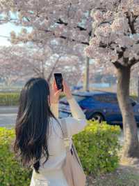 벚꽃비 내리는 강릉 경포호~ 🌸