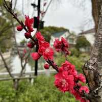 Serene Charm of Tiger Hill in Suzhou, China