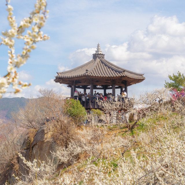 내년 봄의 시작은 광양에서 함께하기 :)