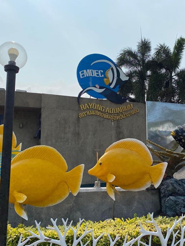 ตื่นตาโลกใต้น้ำ Rayong Aquarium🐠🐡