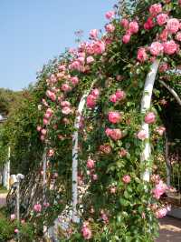 장미와 함께 인생샷을 남기고 싶다면🌹곡성세계장미축제