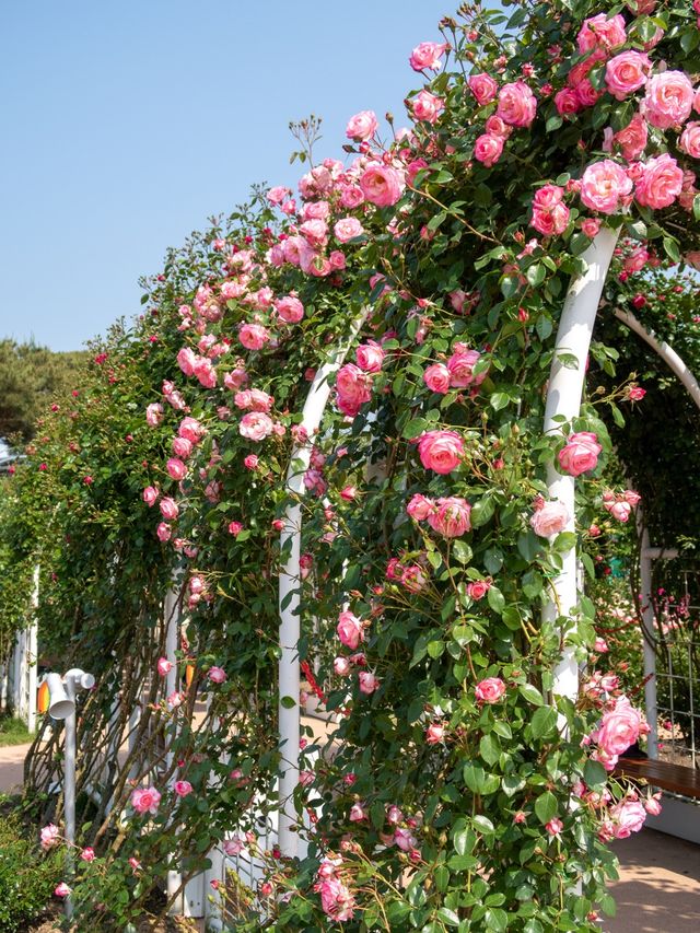 장미와 함께 인생샷을 남기고 싶다면🌹곡성세계장미축제