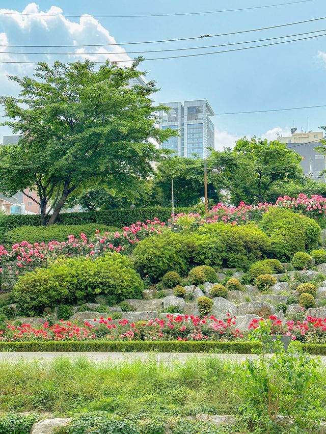 서울에서 정말 핫한 장미축제🌹