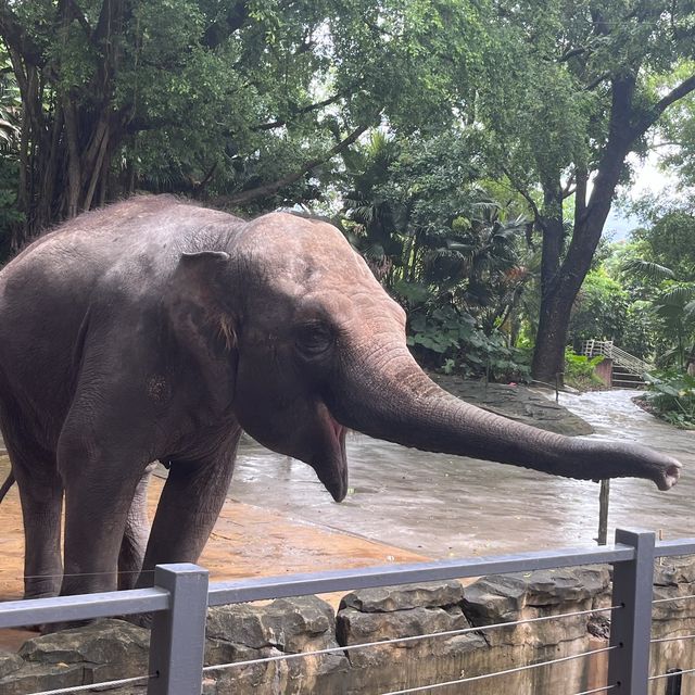 適合一家大細的深圳動物園