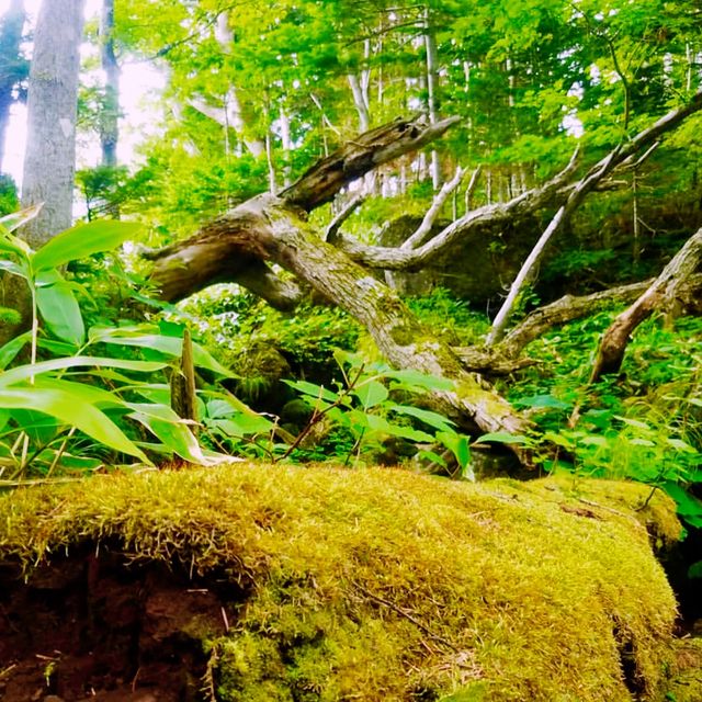 🏞️ 아름다운 자연과 식생이 보존되어 있는 일본 북쪽의 끝 시레토코 국립공원 