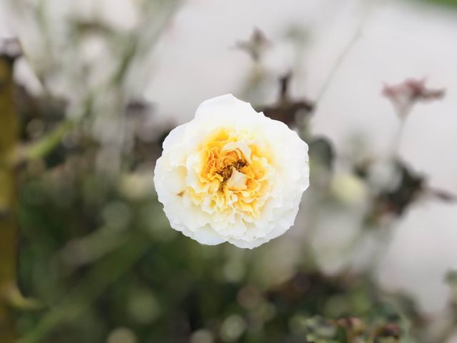 台北｜🌹💐 Taipei Rose Garden 臺北玫瑰園🪴🎋散步賞花花草草