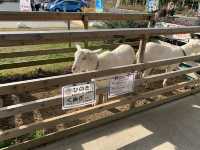 【千葉】廃校を使った道の駅【保田小学校】