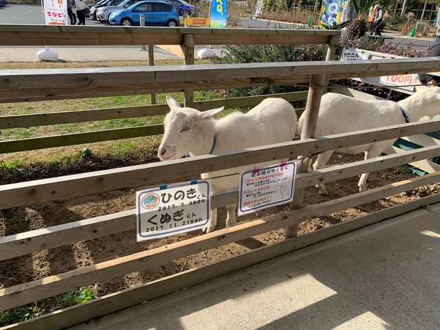 【千葉】廃校を使った道の駅【保田小学校】