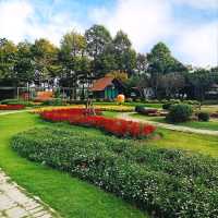ดอกทานตะวันบานโครงการพระราชดำริ เขาชะงุ้ม ราชบุรี