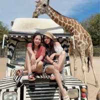 safari park is far from Bangkok around 3hours traffic by car, but it’s really worth to go.