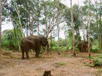 House of rescued animals@ Safari Lagoi Bintan