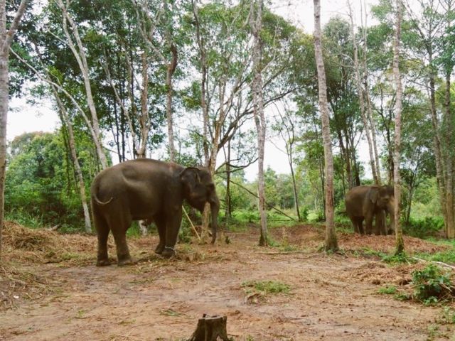 House of rescued animals@ Safari Lagoi Bintan