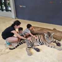 Best Tiger Park in Pattaya!