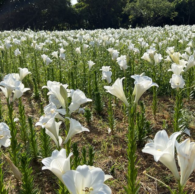#沖繩百合花祭 #花期係❓#免費入場 #而家開咗3分2啦  #百合花田海 #沖繩自駕遊 #沖繩親子行程 #駐站作家 