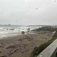 Elephant Seal Vista Point , อเมริกา