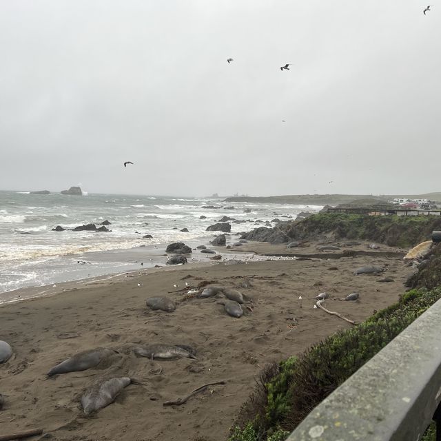 Elephant Seal Vista Point , อเมริกา