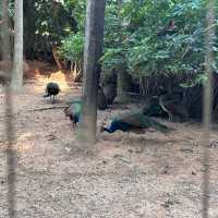 深圳野生動物園🐈‍⬛🐈‍⬛