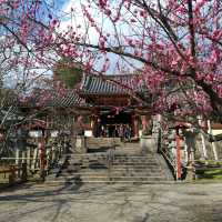 Exploring Nara With Adorable Deers - Nara Park