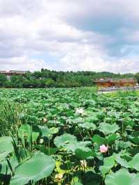 🌿전주 덕진공원에서 연꽃보기