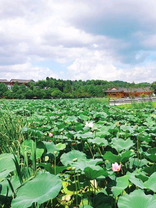 🌿전주 덕진공원에서 연꽃보기