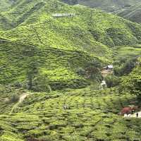 Cameron Valley Tea Plantation