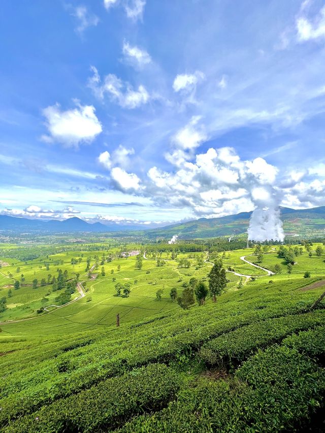 The Beautiful Tea Plantations in Bandung🎋