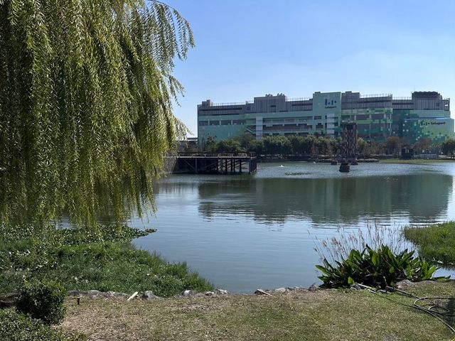 🌿 台中星泉湖：綠意盎然，柳樹倒影如畫！🏞️🌟