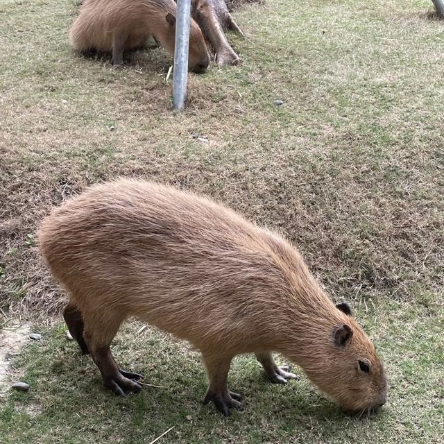 鹿境梅花鹿生態園區！與可愛的鹿傳情共舞🦌💃🌳