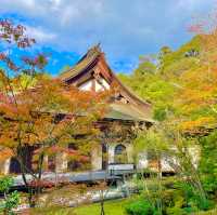 Saimyoji Serenity: Autumn's Radiance Revealed