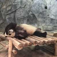 即日來回一日遊😆親子遊最佳地點🥰深圳野生動物園
