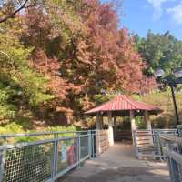 晨運緩跑~心曠神怡~花悅滿城~元朗公園