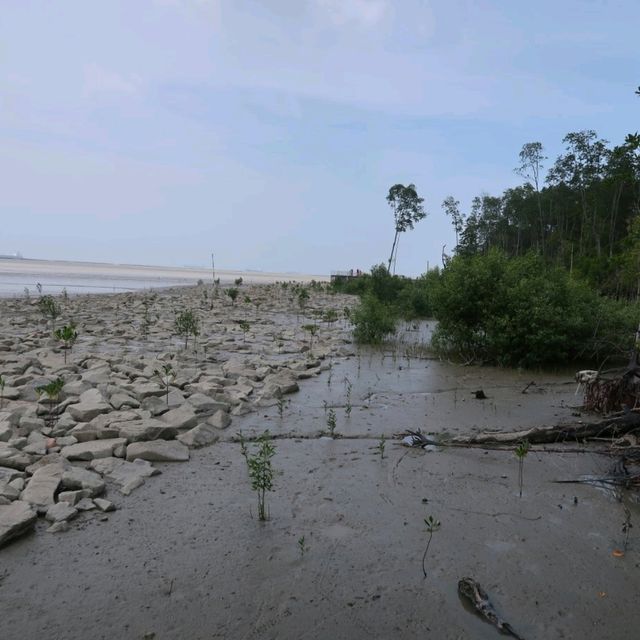 Venture into the Heart of Tanjung Piai