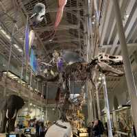 So much to see at National Museum of Scotland 