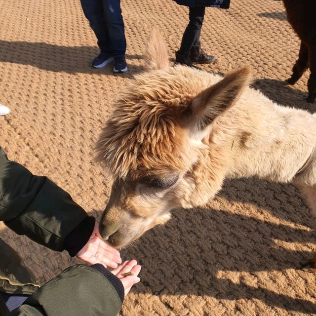 Alpacca World in Korea