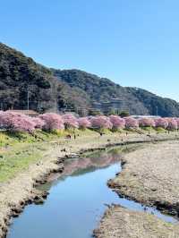 伊豆＊みなみの桜と菜の花祭り