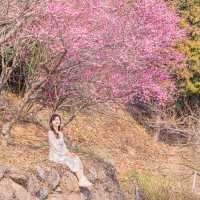 🌸매화로 가득찬 봄의마을 [광양, 매화마을]🌸