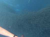 菲律賓宿霧沙丁魚風暴 數以萬計超驚人！