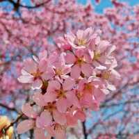 대전의 봄꽃 여행지:: 한밭수목원🌸