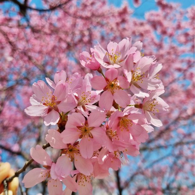 대전의 봄꽃 여행지:: 한밭수목원🌸