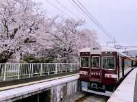 🌸Blooming Sakura in Arashiyama Station🌸