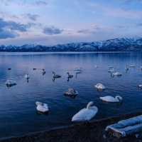 【北海道】地面から温泉？！屈斜路湖の砂湯