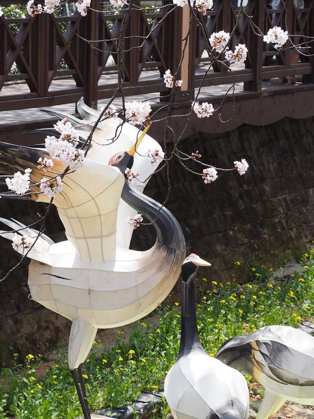 首爾出發😚鎮海市一日旅遊🥹3-4月必去賞櫻☺️
