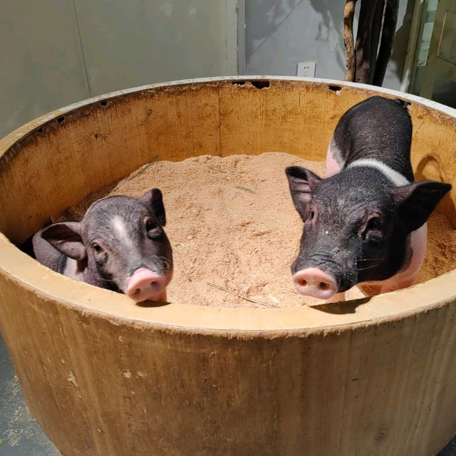 筍崗室內動物園