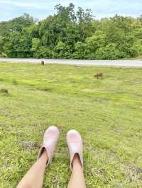 สถานที่เที่ยวลับสุโขทัย⛅️🐂🍃