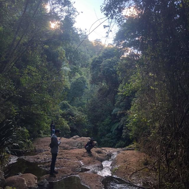 Healthy tour in Lamington National Park 